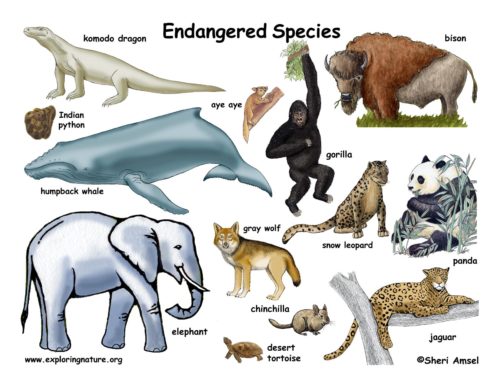 Afterschool: Endangered Animals (FULL) | Cape Fear Botanical Garden Afterschool: Endangered Animals (FULL) | Cape Fear Botanical Garden