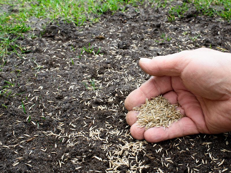 Seeds