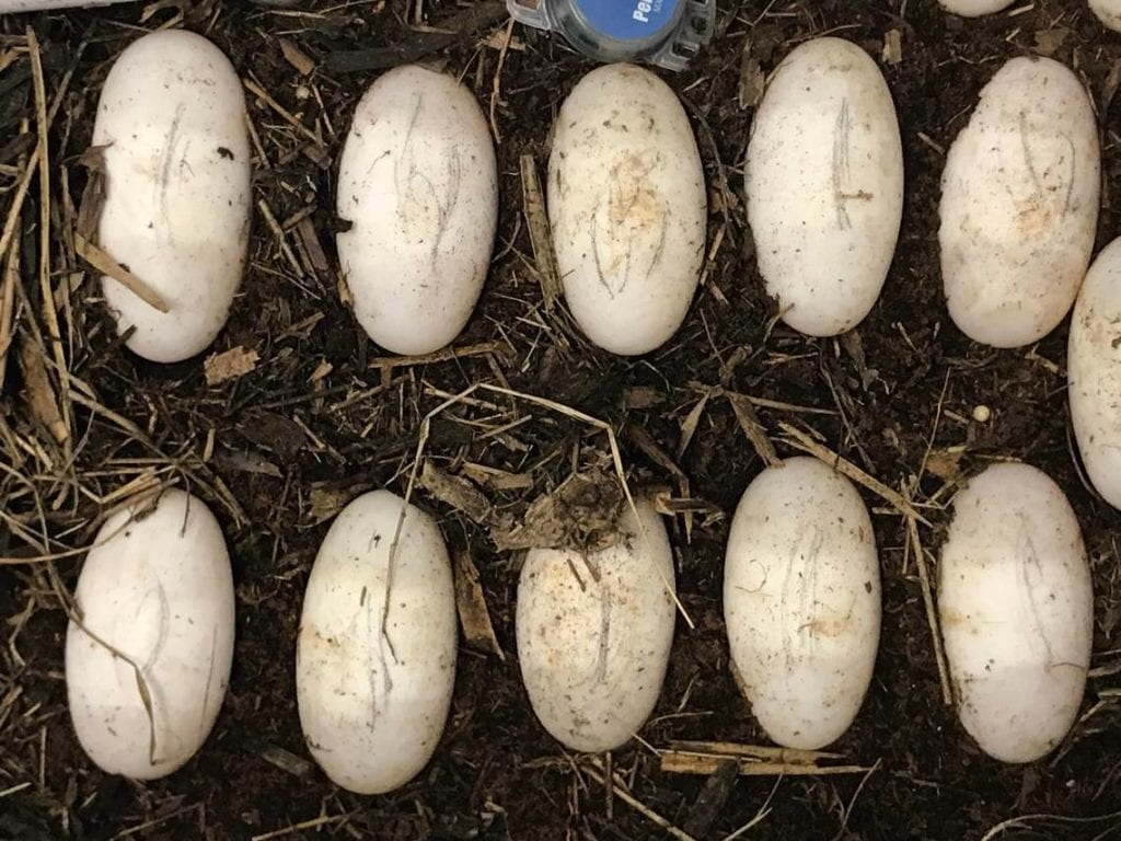 Discover what reptile eggs feel like! Cape Fear