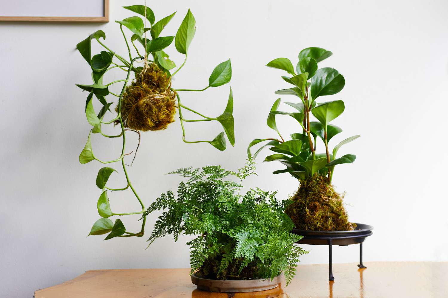 Make a Kokedama Mobile — Articulture Designs